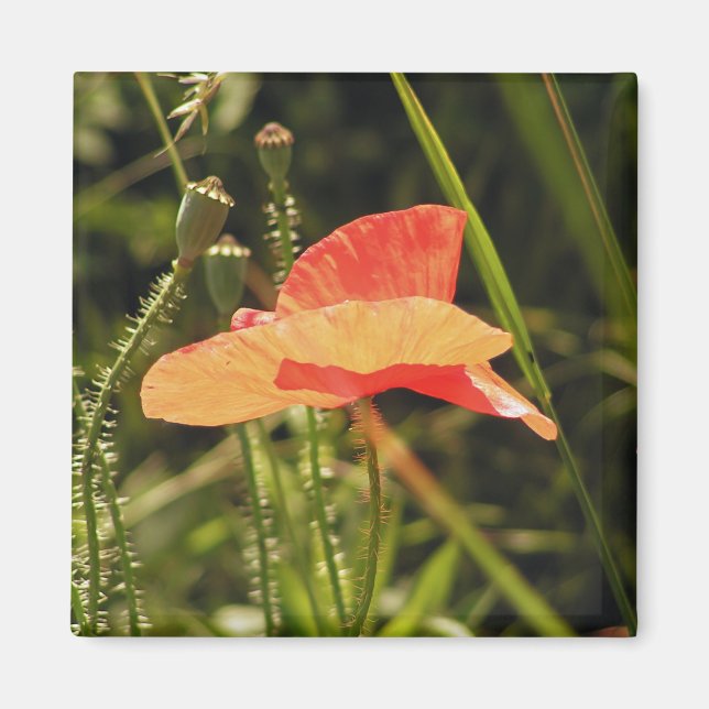 Poppy Magnet (Front)