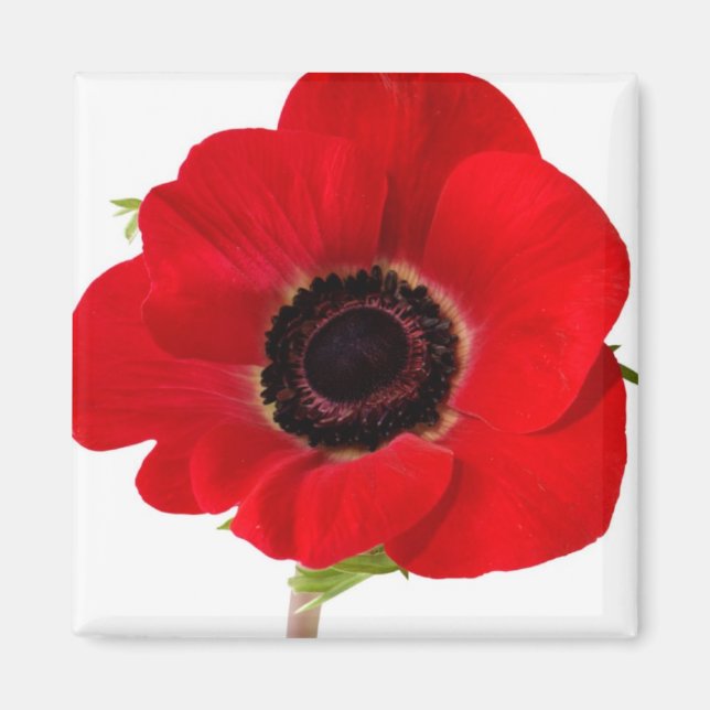 Poppy magnet (Front)