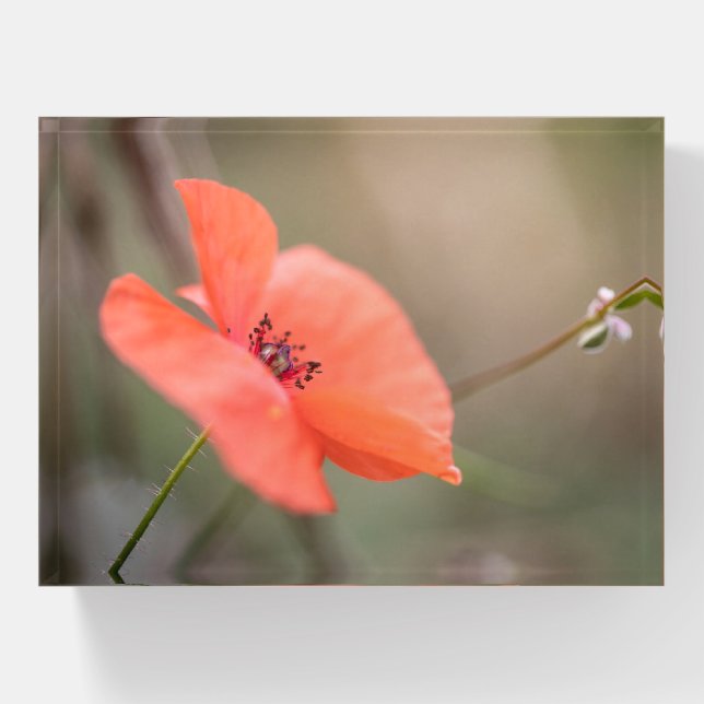Poppy Nature Photo Paperweight (Front)