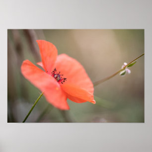 Poppy Nature Photo Poster