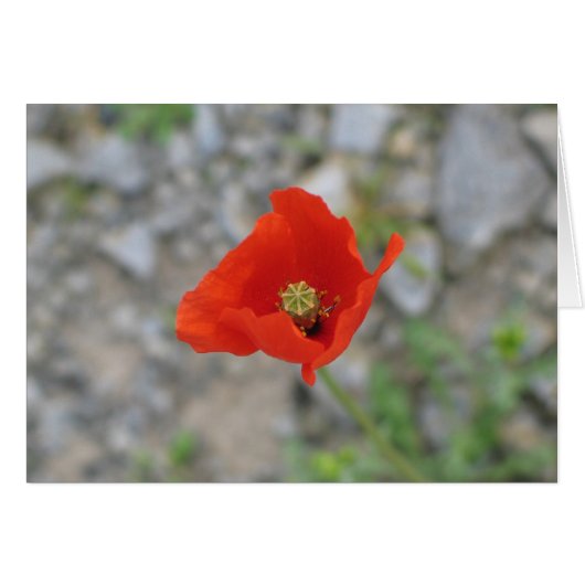 Poppy, Newgrange, Northern Ireland (Front Horizontal)