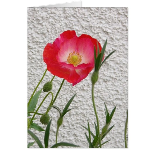 Poppy notelet cards (Front)