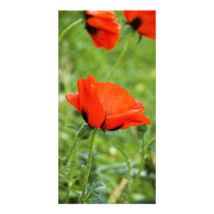 Poppy Photo Card
