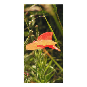 Poppy Photo Card