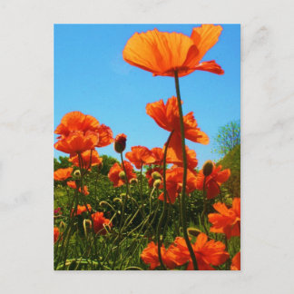 Poppy Photo Postcard