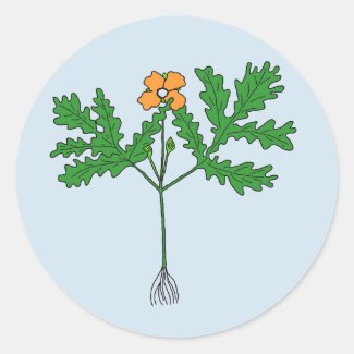 Poppy Plant Sticker