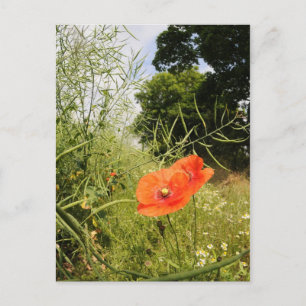 'Poppy' Postcard