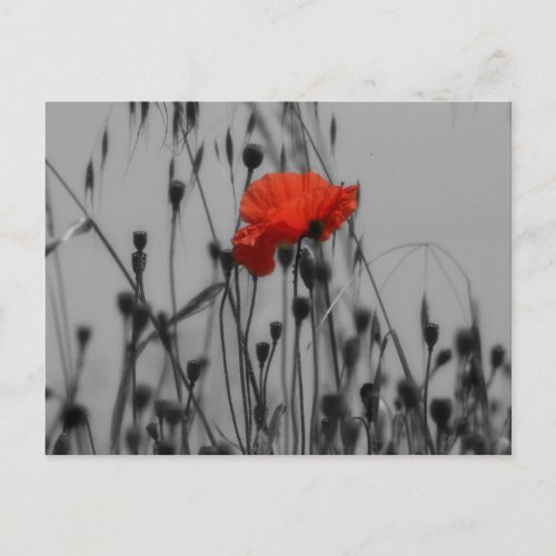 Poppy Postcard