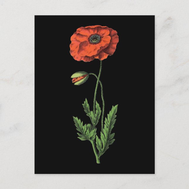 Poppy Postcard (Front)