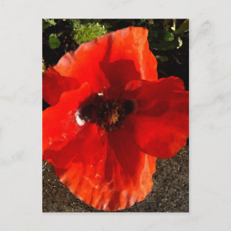 Poppy Postcard