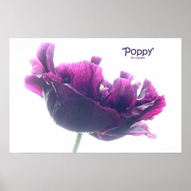 Poppy Poster (Front)