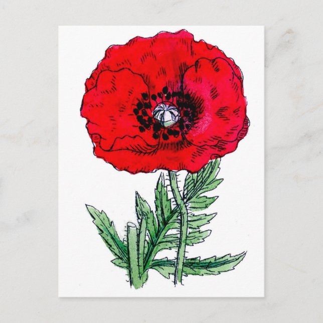 poppy red flowers vintage vines blossoms postcard (Front)