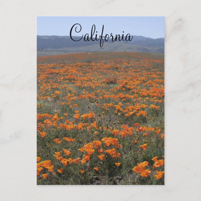 Poppy Reserve Postcard (Front)