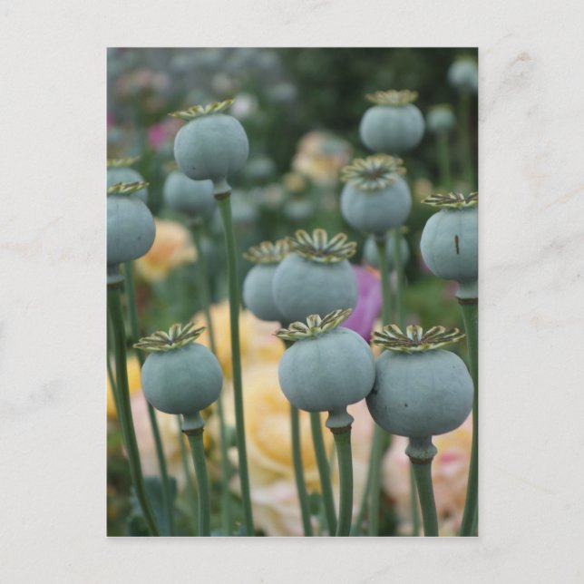 Poppy Seed Heads Postcard (Front)