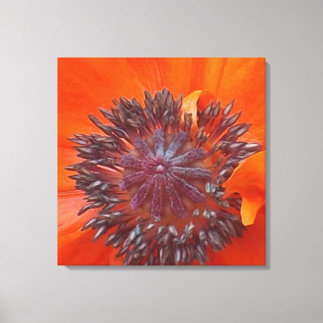 Poppy Seeds Canvas Print (Front)