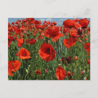 Poppy Seeds Flowers Field Postcard