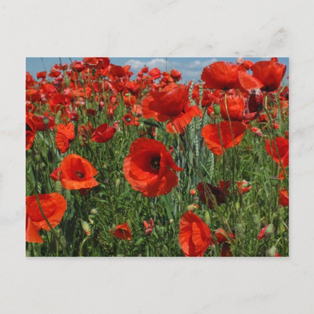 Poppy Seeds Flowers Field Postcard (Front)