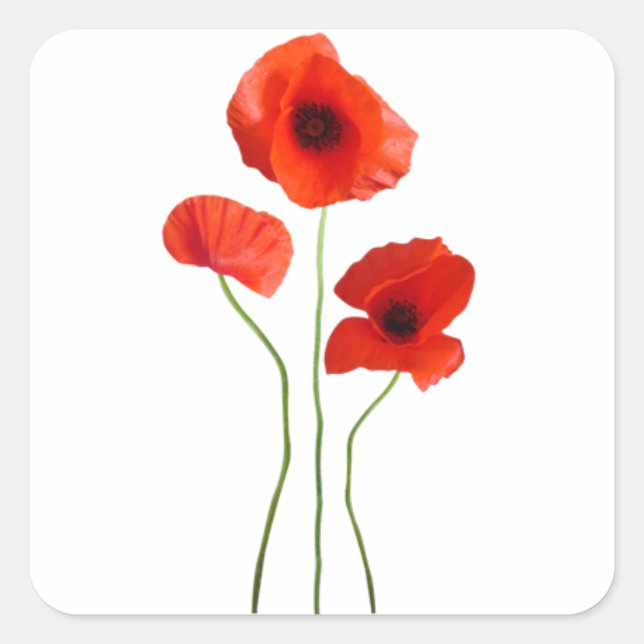 poppy square sticker (Front)