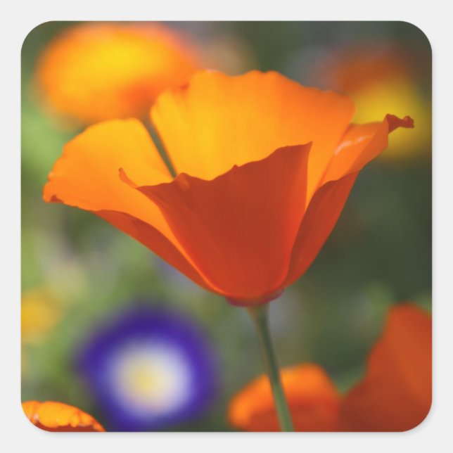 poppy square sticker (Front)