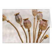 Poppy Straw Pods (Front Horizontal)