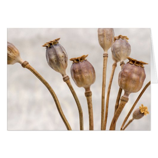 Poppy Straw Pods Cards (Front Horizontal)