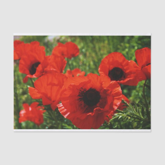 Poppy Tissue Paper (Front)