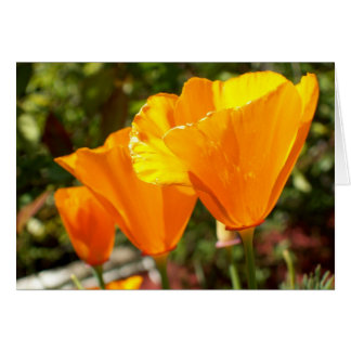 Poppy Trio Cards
