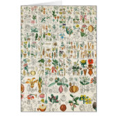 Poppy, Violet Plant Classifications (Front)