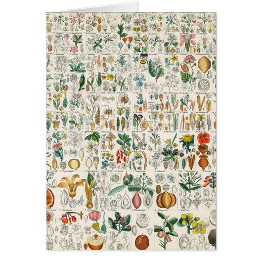 Poppy, Violet Plant Classifications (Front)