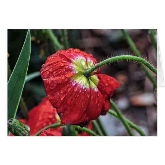 Poppy with Raindrops Cards (Front Horizontal)