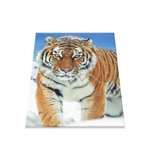 Popular Tiger Snow Mountains Winter Nature Photo Canvas Print