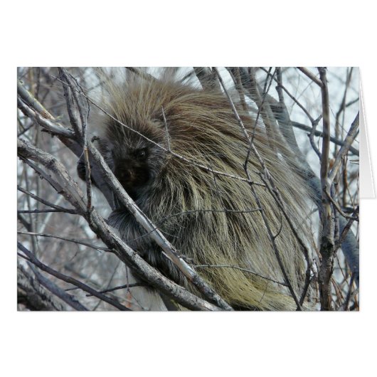 Porcupine (Front Horizontal)