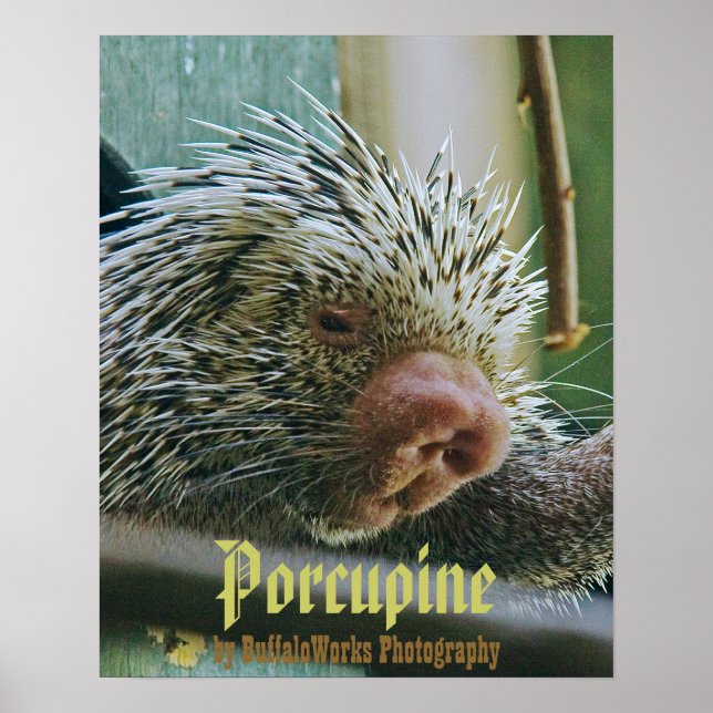 Porcupine 2 Poster (Front)