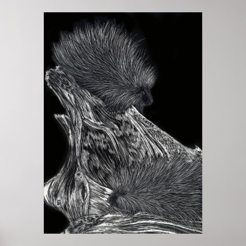 Porcupine Animal Nature Drawing Black White Poster