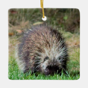 Porcupine at Ricketts Glenn Ceramic Ornament