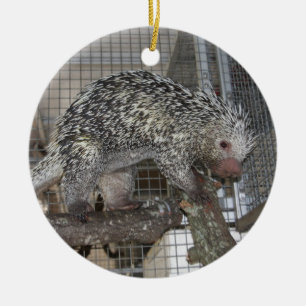 Porcupine Ceramic Ornament