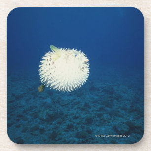 Porcupine Fish Beverage Coaster