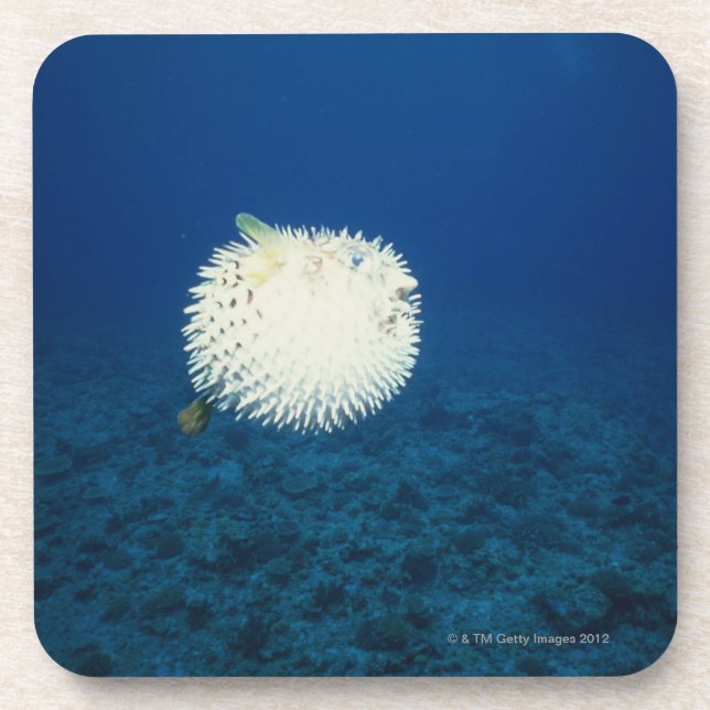 Porcupine Fish Beverage Coaster (Front)