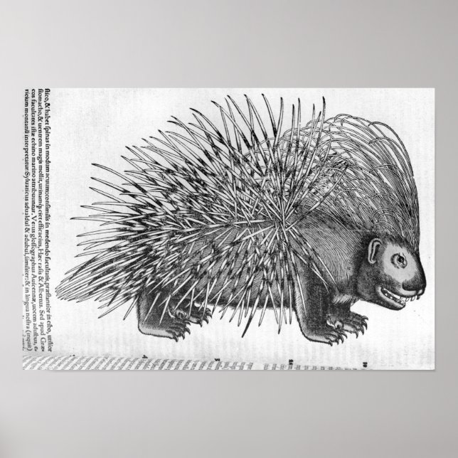 Porcupine, from 'Historia Animalium' Poster (Front)