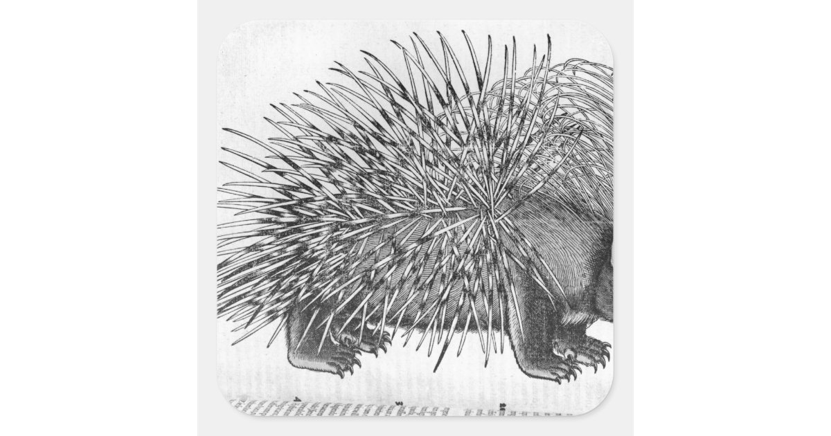 https://rlv.zcache.com/porcupine_from_historia_animalium_square_sticker-rbcd50e98c8874c47b1c858c734b62a2a_0ugmc_8byvr_630.jpg?view_padding=%5B285%2C0%2C285%2C0%5D