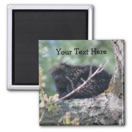 Porcupine In Tree Animal Nature Photo Magnet
