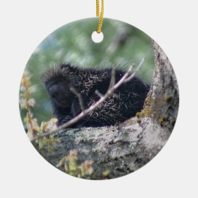 Porcupine In Tree Animal Ornament (Front)