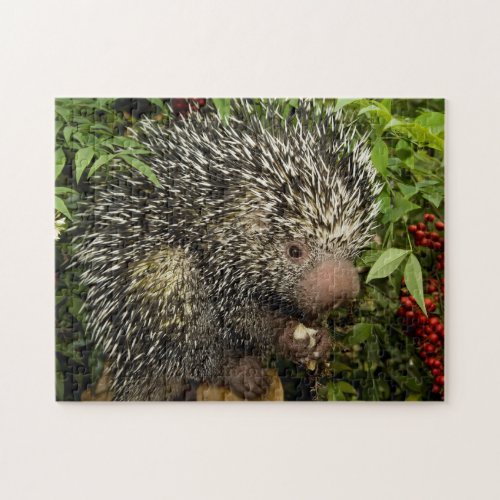 porcupine jigsaw puzzle