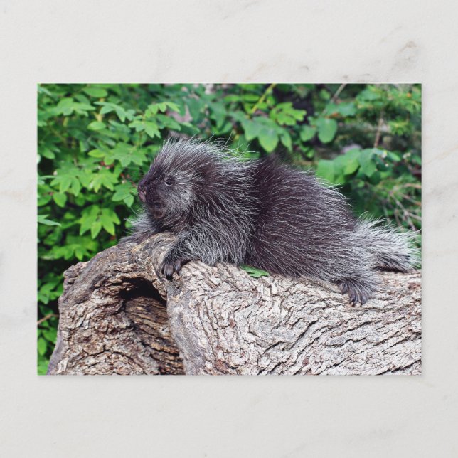 Porcupine Lounging Postcard (Front)