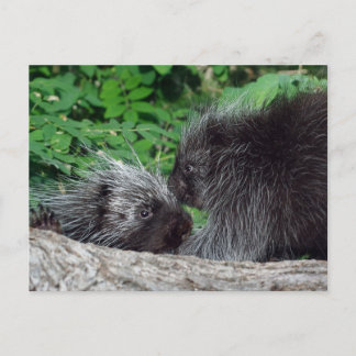Porcupine - Mom and Baby Postcard