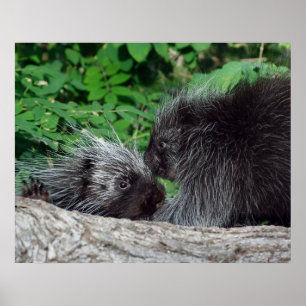 Porcupine - Mom and Baby Poster