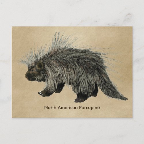 Porcupine On Old Paper Postcard