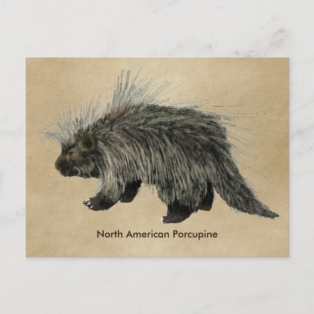 Porcupine On Old Paper Postcard (Front)