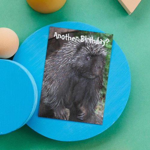 Porcupine Photo Funny Birthday Card