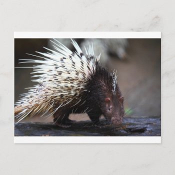 Porcupine Postcard by PKphotos at Zazzle